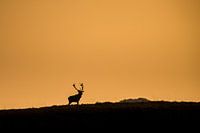 Cerf rouge au dernier rayon de soleil