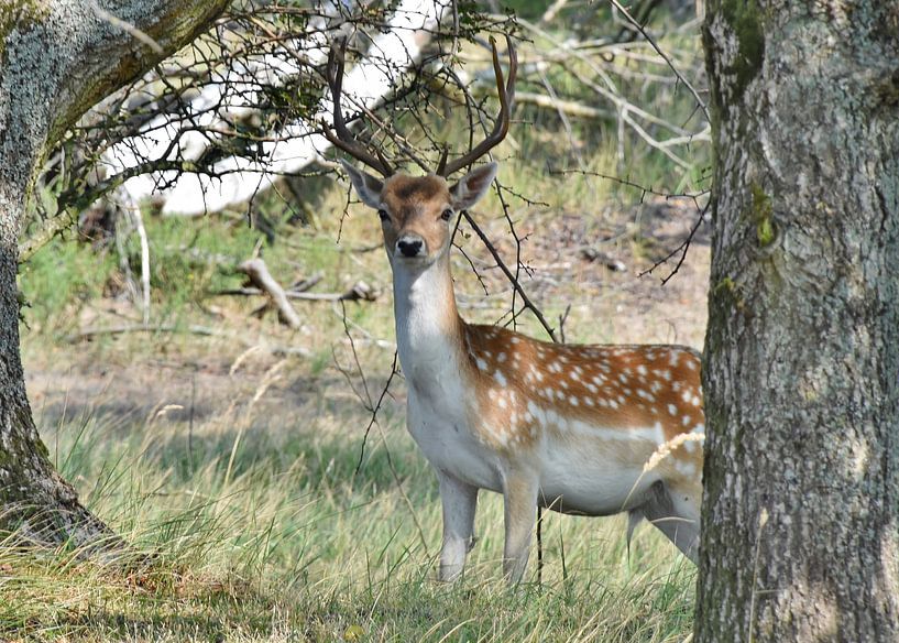 Damhert (bok) par Carla Eekels