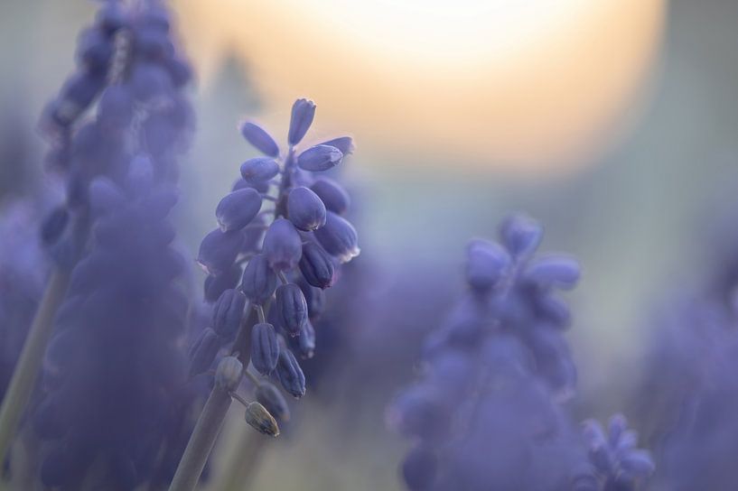 fleurs partie 268 par Tania Perneel