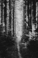 Dutch hiking trail near Diffelen, on a sunny, summer morning.