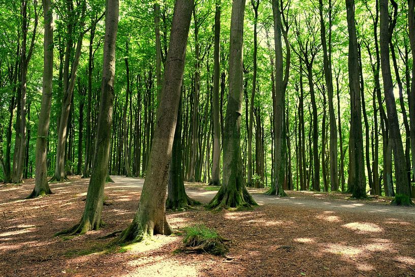 Hêtres épais par Ostsee Bilder