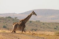 Giraffe Itala Parc Zuid Afrika