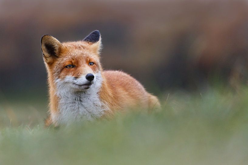 Prachtige vos von Pim Leijen