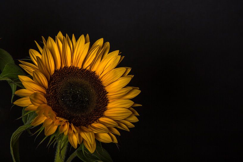 Zonnebloemen 6 par Joke Beers-Blom