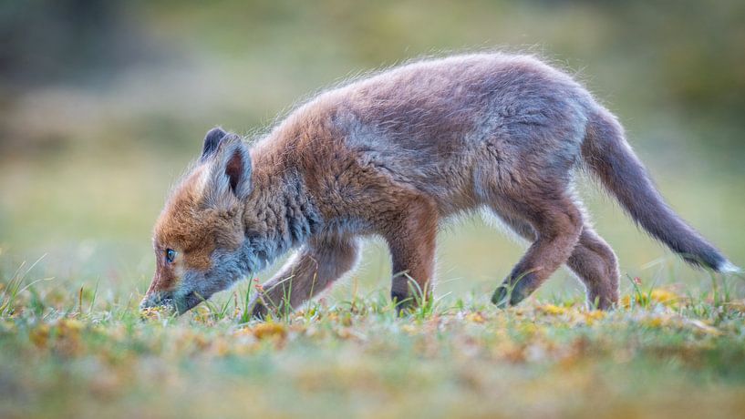 Un petit renard curieux par Dennis Janssen