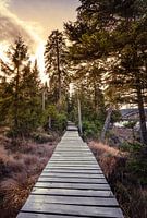 Sentier de randonnée de l'Oderteich