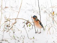 pinson dans la neige