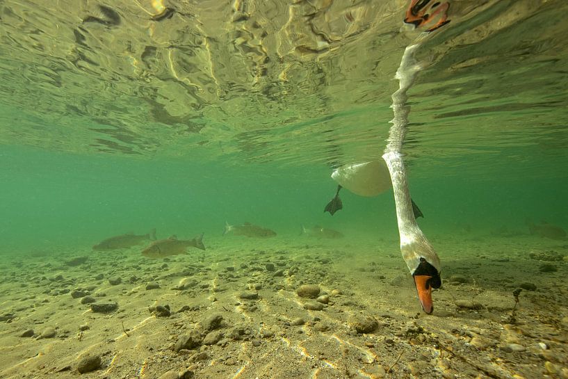 Cygne tuberculé sous l'eau par Arthur de Bruin
