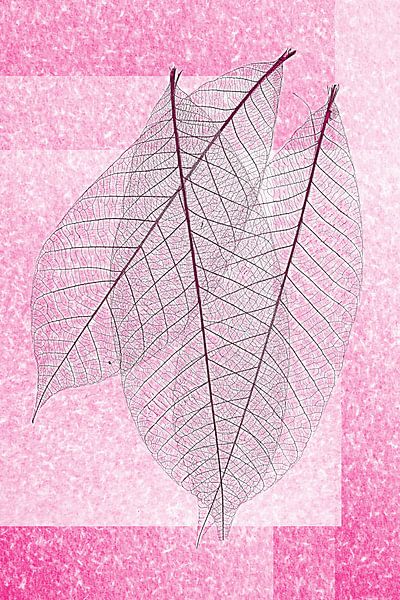 The beauty of skeleton leaves . by Saskia Dingemans Awarded Photographer