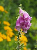 Foxglove