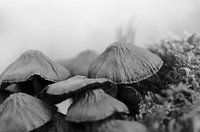 Schuilen voor de mist