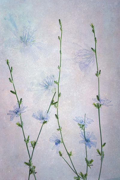 Dreamy wild chicory by Greetje van Son