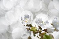 blossom with sun glitter