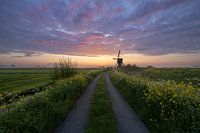 Broekmolen im Frühling