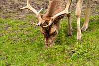 Gros plan sur un daim qui broute dans la prairie.