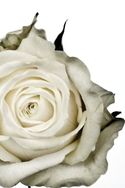 Bild einer weißen Rose. von Therese Brals
