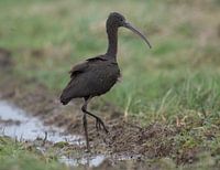 Fly agaric,autumn 2020 Beekse Bergen