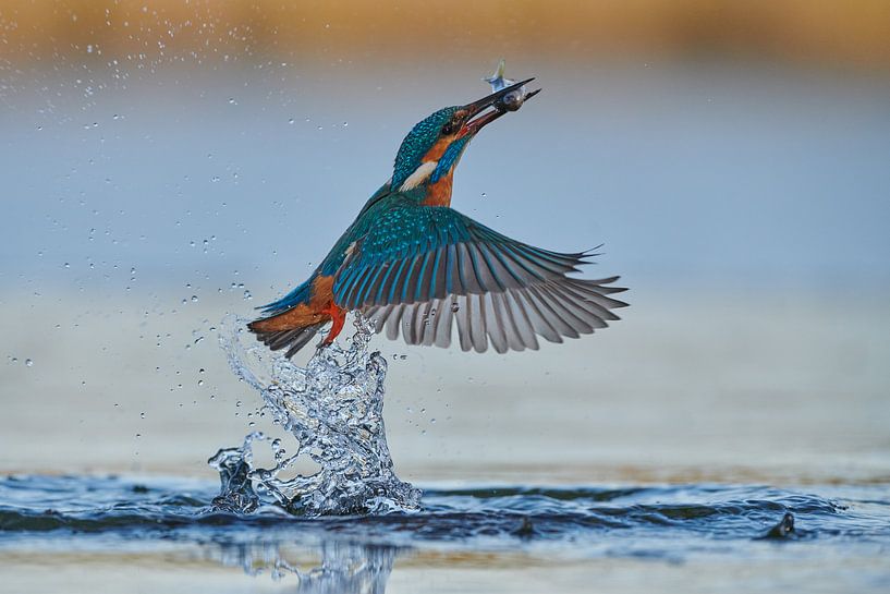 Eisvogel - Im Handumdrehen von Eisvogel.land - Corné van Oosterhout