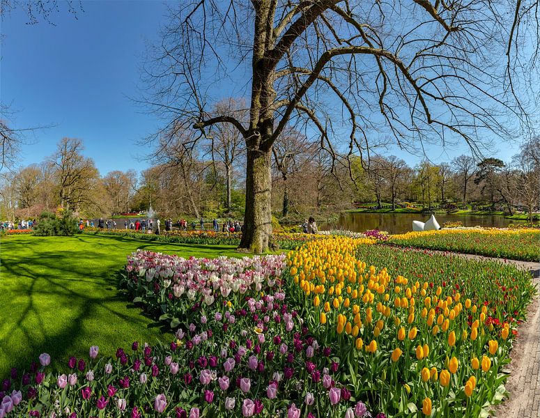 Flower bulb garden and park De Keukenhof, Lisse, , South Holland, Netherlands by Rene van der Meer