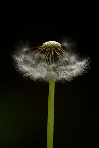 Dandelion by MSP Canvas