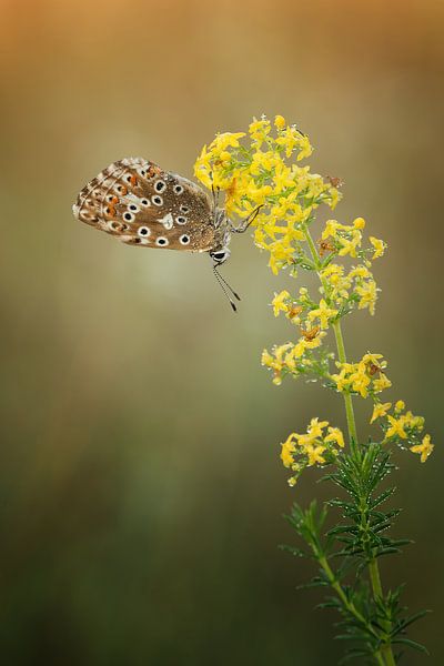 Schönheit von Peter R