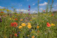 Feldblumen
