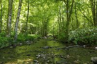 Een stroompje in het voorjaar