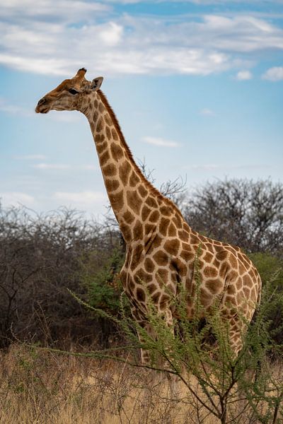 Grande girafe africaine en Namibie, Afrique par Patrick Groß