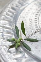 Circle of Life 3_Olive Branch