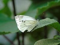 Prachtig witje ( Vlinder ) Tropische vlinders, Collectie 2018