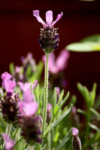 lavendula - V von Meleah Fotografie