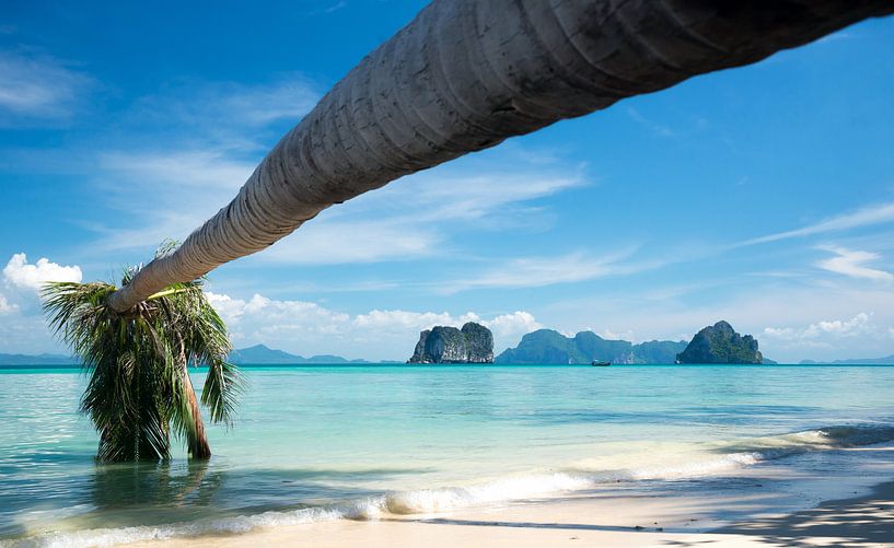 Hängende Palme über tropischem Strand von Pieter Tel