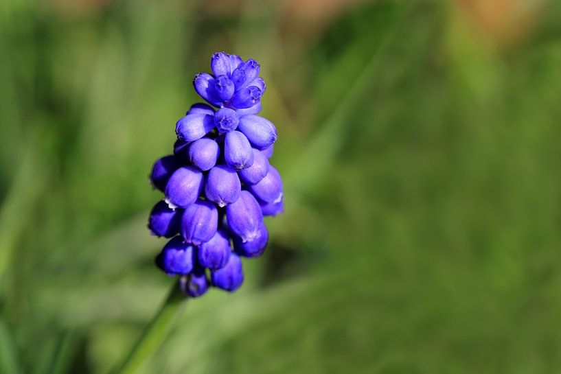 Jacinthe de raisin par Jolanta Mayerberg