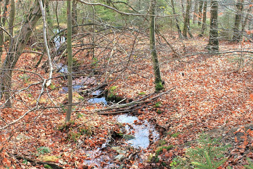 Ruhiger Morgen von Roger Hagelstein