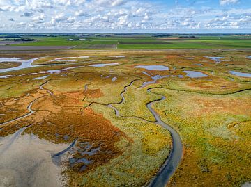 Texel - Das Heisere - Roter Sumpf-Samphire 04 von Texel360Fotografie Richard Heerschap