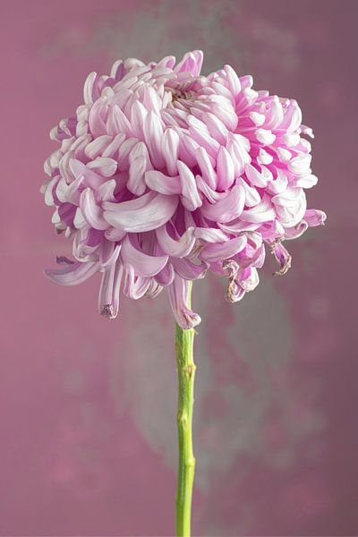 Rose flower by Clazien Boot