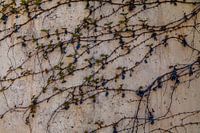 Plante grimpante Wild Winged bourgeonnant au printemps avec de jeunes feuilles.