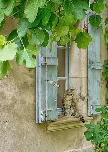 Katze im Frankreich von Christa Krus