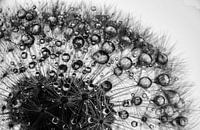 Löwenzahn mit Regentropfen