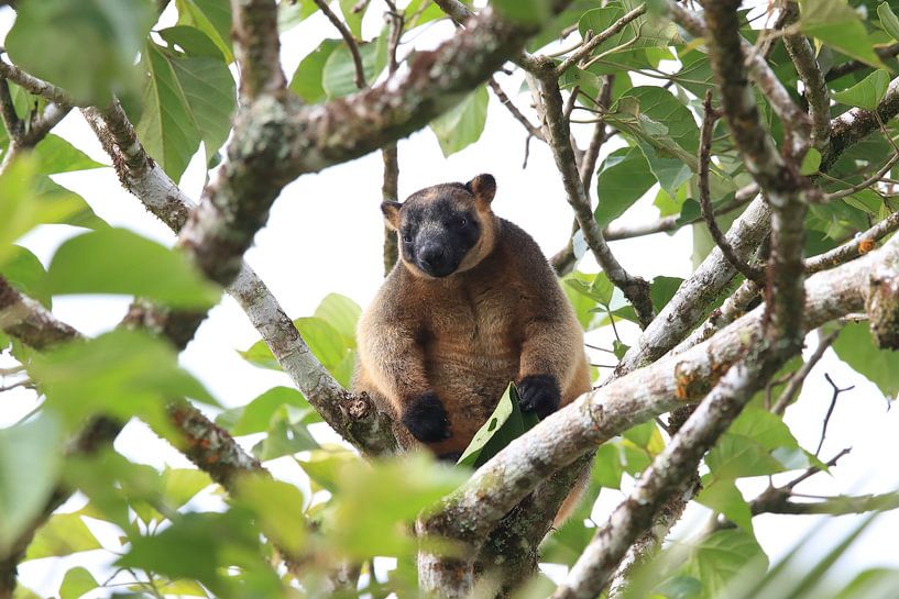 A Lumholtz's tree-kangaroo (Dendrolagus lumholtzi) Queensland, Australia par Frank Fichtmüller