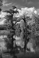 Een fascinerend rivierlandschap - Wakulla Springs