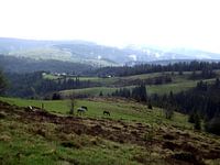 Paarden in de heuvels