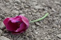 roze tulp