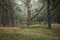 Dans la forêt sombre des Pays-Bas