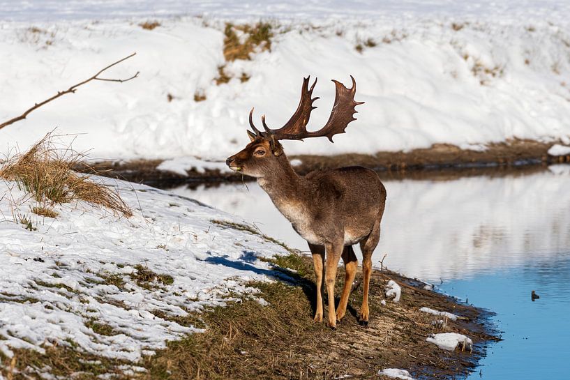 Daims d'Amsterdam Dunes d'approvisionnement en eau dans la neige par Merijn Loch