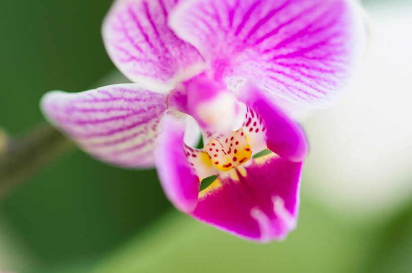 Orchid purple by Ivonne Fuhren- van de Kerkhof