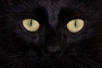 Les yeux innocents du chat noir