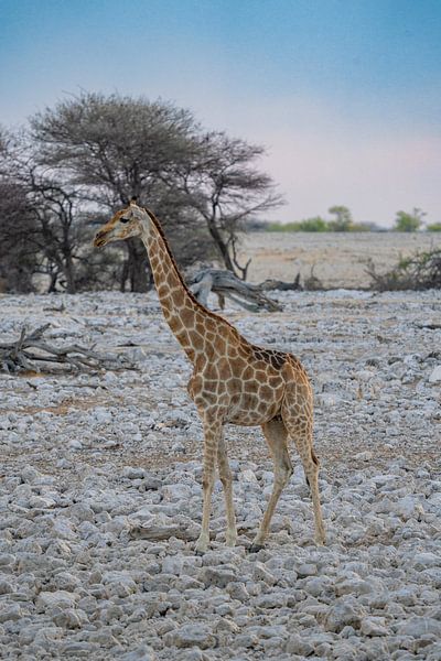 Girafe dans le parc national d'Etosha en Namibie, Afrique par Patrick Groß