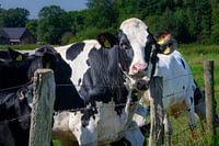 Curious Milk Cow: Beautiful Countryside Photo