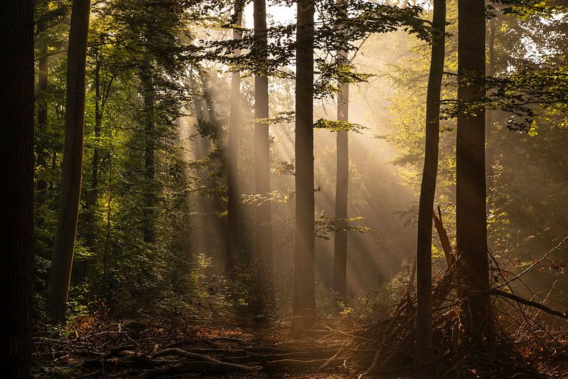 Breda Liesbos in the fog by Egon Zitter
